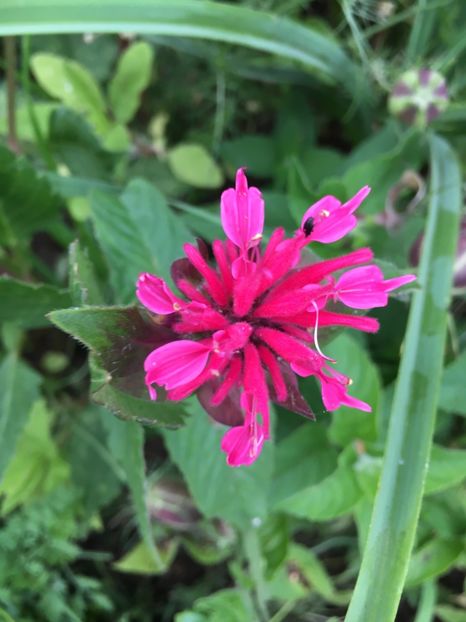 A16F12A4-32F3-4169-8DFC-BA8BFC764CCB - Flori la balta 2018