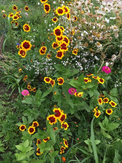 FCF8C3A9-764F-4627-BD88-F2739C7DEC3B - Flori la balta 2018