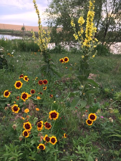 Început de vara - Flori la balta 2018
