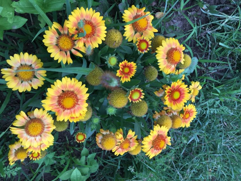 Gailardia - Flori la balta 2018