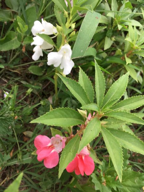 Balsamine - Flori la balta 2018