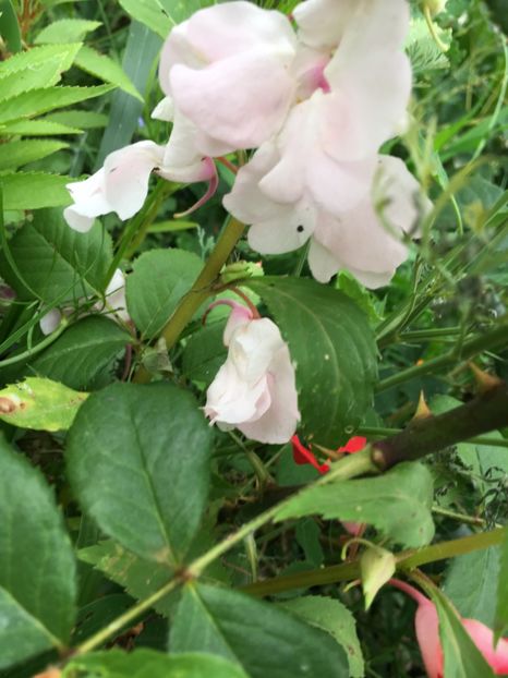 1505EE24-E9D1-433A-B431-58C7AD36D132 - Flori la balta 2018