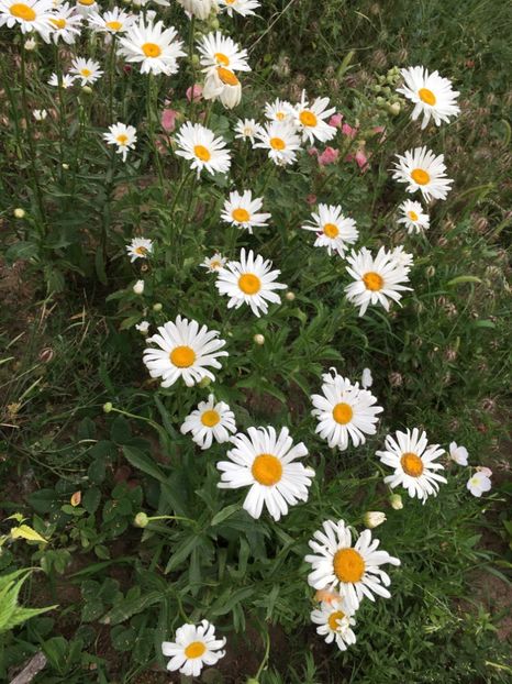 87400DFD-C544-4851-A361-B728C784CF77 - Flori la balta 2018