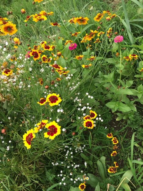 56806486-E353-4F11-8AEB-B637797D783D - Flori la balta 2018