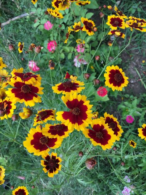 4A594C4D-4F85-4705-9862-1496AEE60E9E - Flori la balta 2018