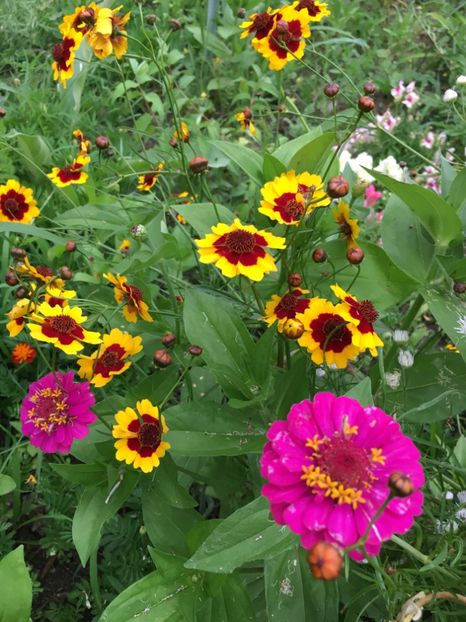 E5528347-77E0-4B24-B62C-75AA48C2F9F1 - Flori la balta 2018