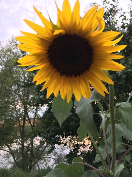 7A4C15A1-E9C8-4390-9A40-CCB051420A05 - Flori la balta 2018