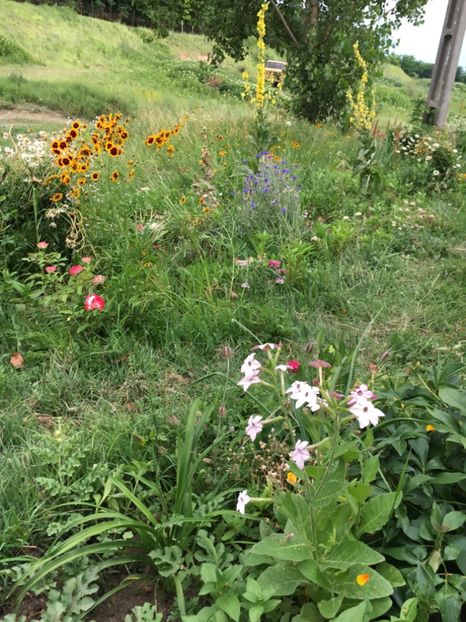 FAE2BAD1-35C5-4E06-955B-BD027DFCC4FA - Flori la balta 2018