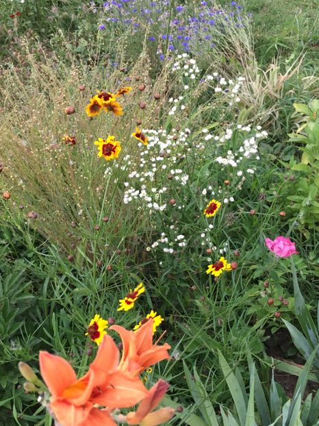 4619D7A4-9538-4528-A0CA-209B03124F76 - Flori la balta 2018