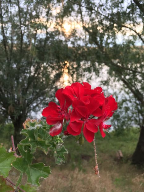 4397FF97-3844-434B-BB4A-128CB5727772 - Muscate curgatoare