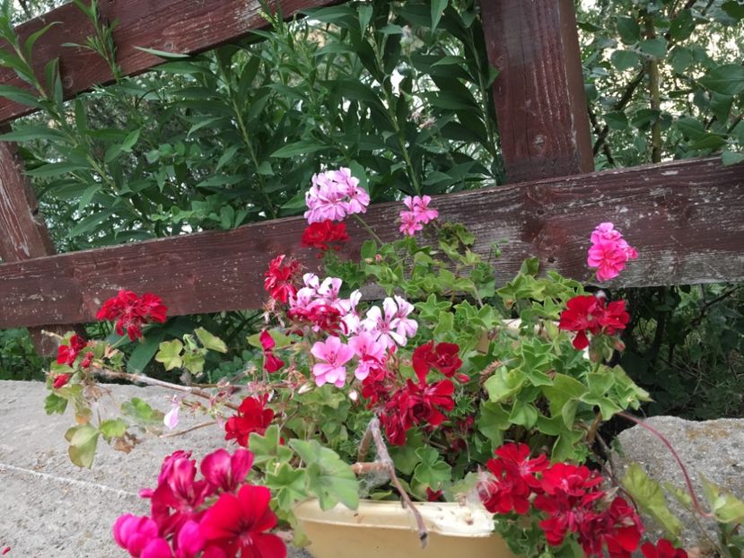 81AA2FAF-E0E0-48FE-83BA-F7CFD09C3479 - Muscate curgatoare