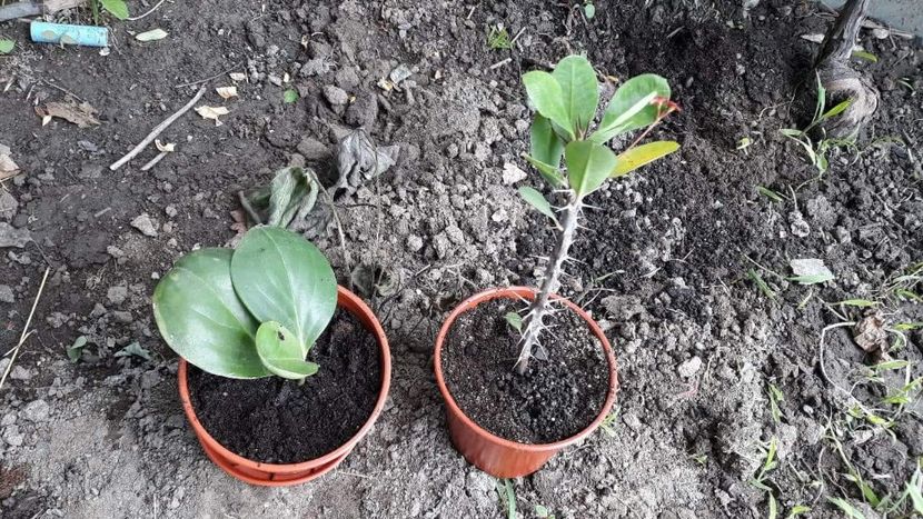 Peperomia si euphorbia milli - Plantutele mele