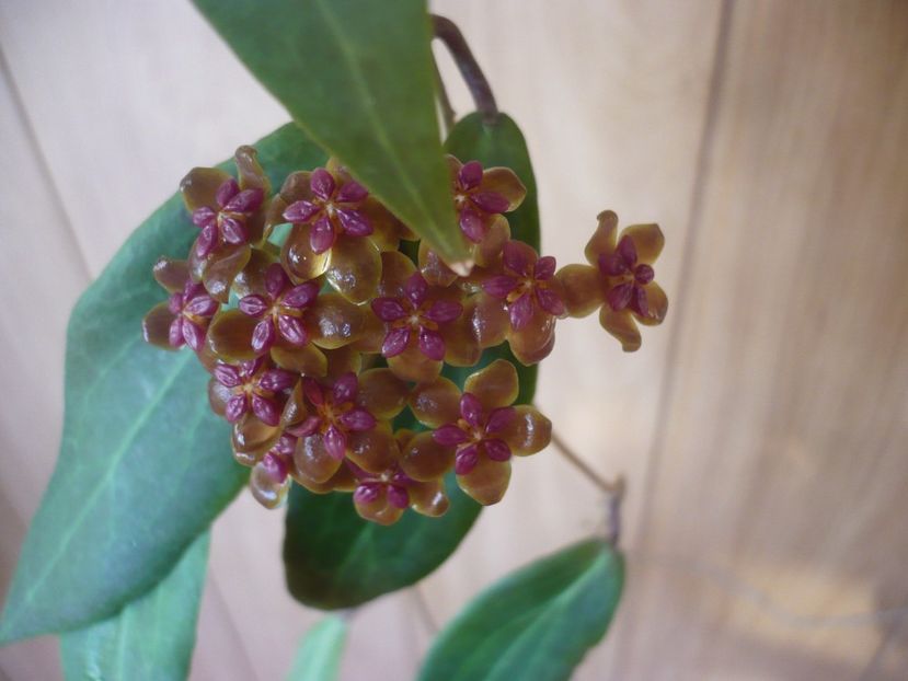 14.06.2018 - HOYA 2018-1