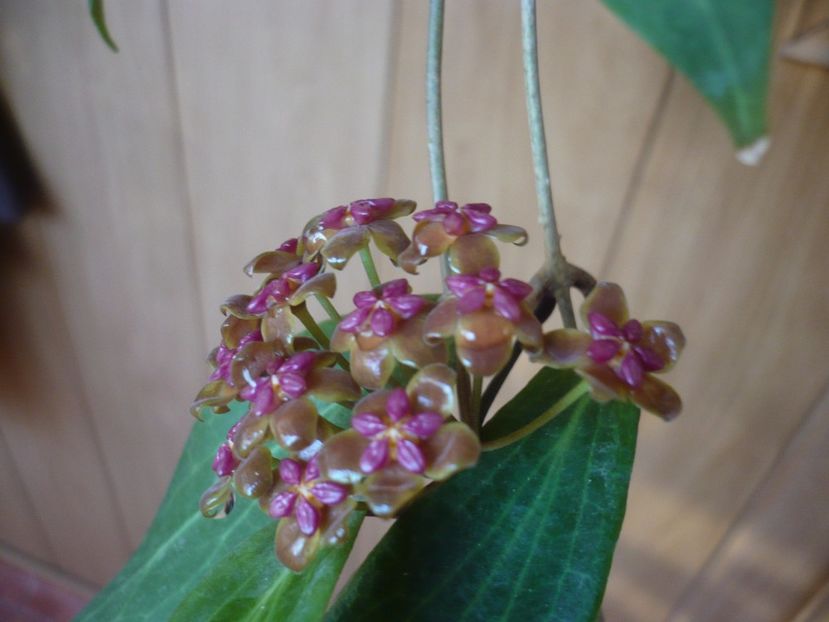 P1380016 - HOYA 2018-1