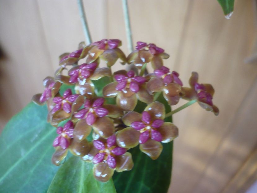 P1380017 - HOYA 2018-1