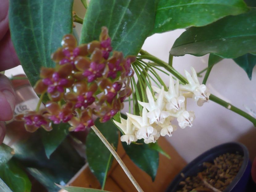 P1380018 - HOYA 2018-1