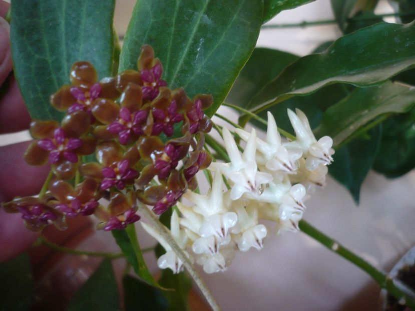 P1380019 - HOYA 2018-1