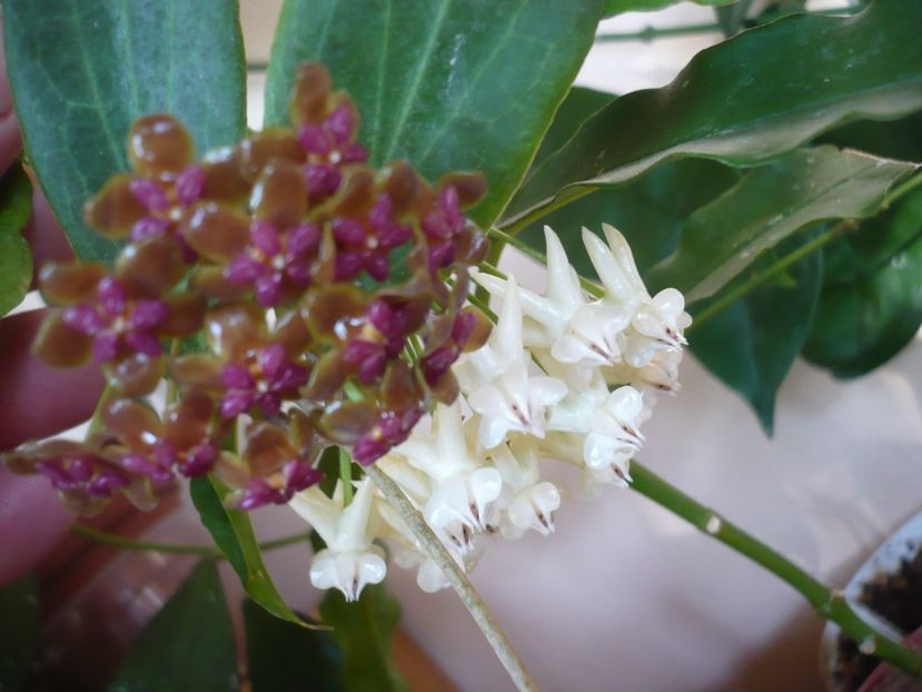 P1380020 - HOYA 2018-1