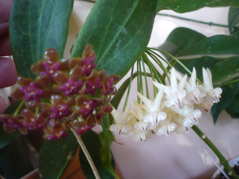 P1380021 - HOYA 2018-1