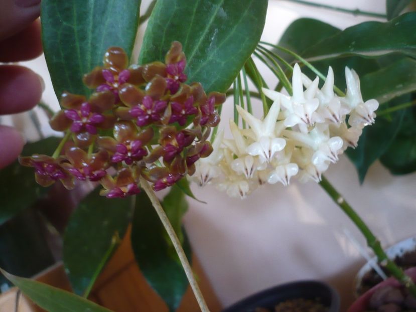 P1380022 - HOYA 2018-1