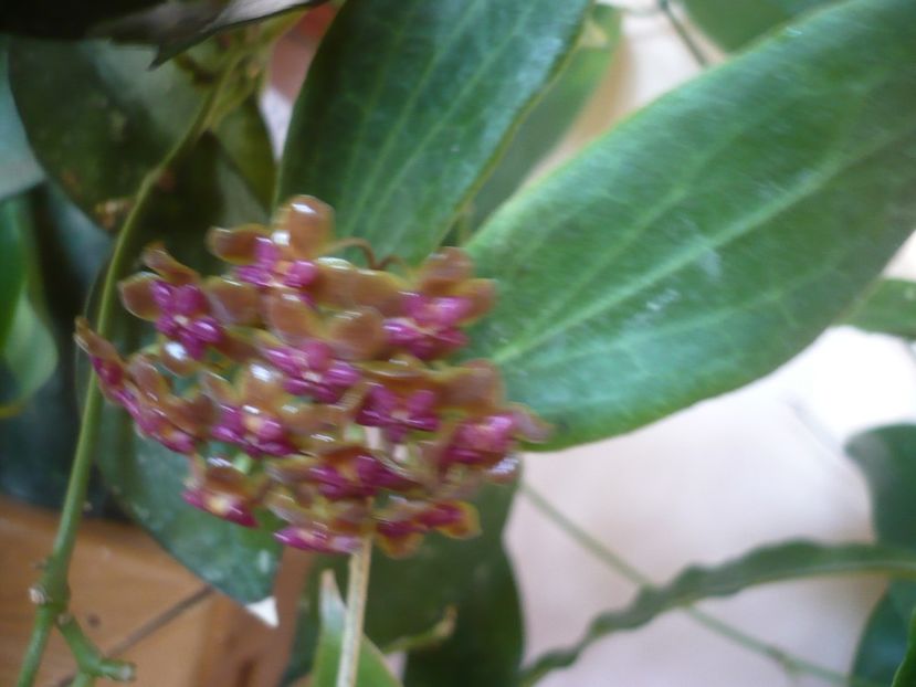 P1380023 - HOYA 2018-1