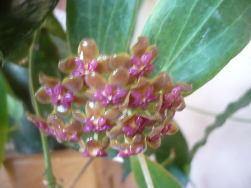 P1380024 - HOYA 2018-1