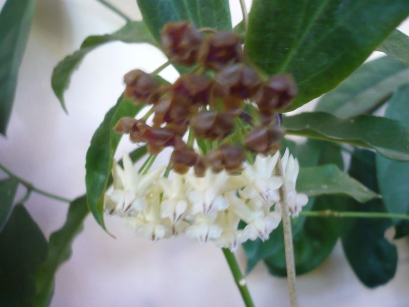 P1380027 - HOYA 2018-1