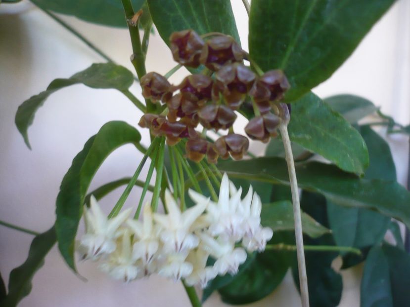 P1380028 - HOYA 2018-1