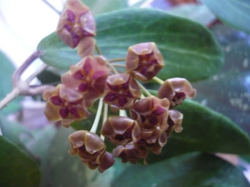 P1380029 - HOYA 2018-1