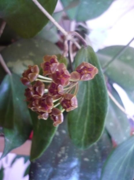 P1380030 - HOYA 2018-1