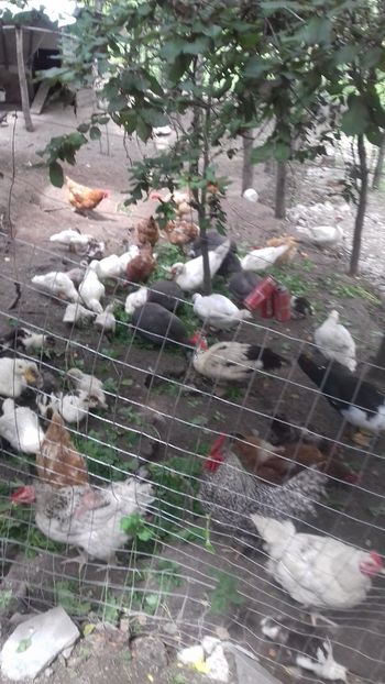  - OGRADA 2018