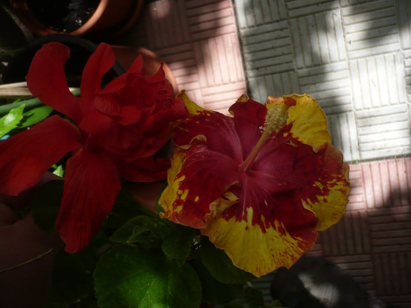 P1380039 - HIBISCUSI 2018-2