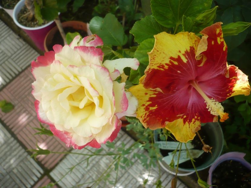 P1380045 - Vocal Coach