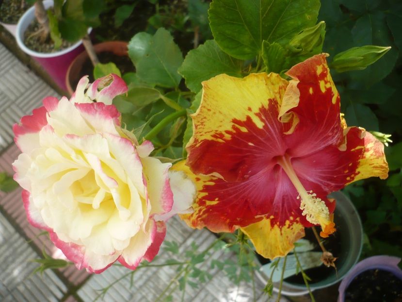 P1380047 - Vocal Coach