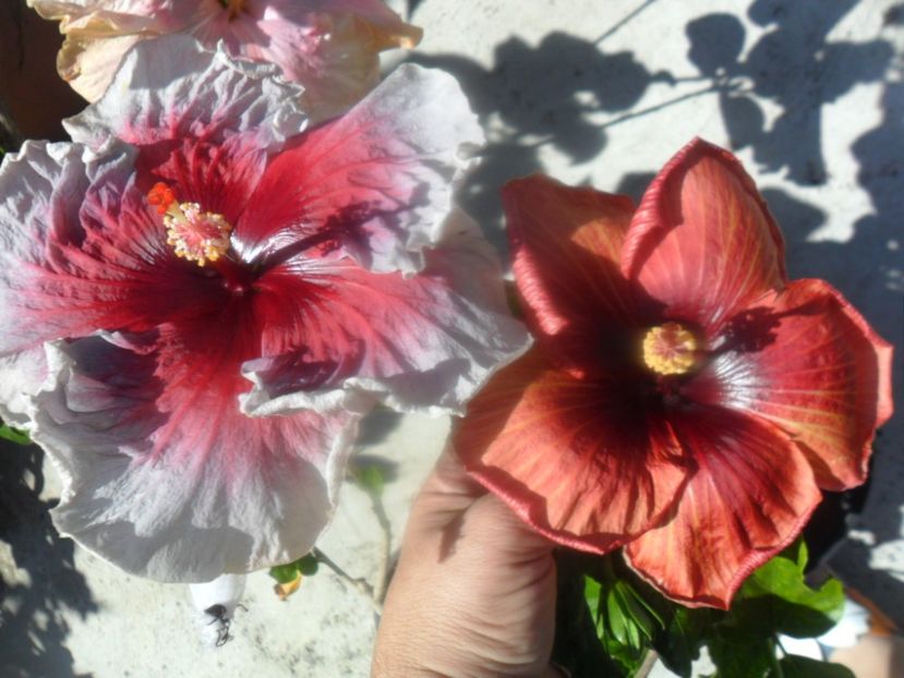  - hibiscusi 2018 2