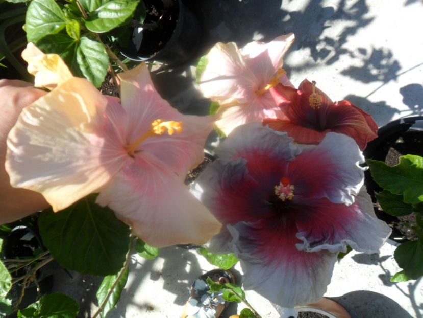  - hibiscusi 2018 2