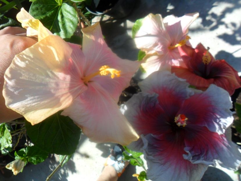  - hibiscusi 2018 2