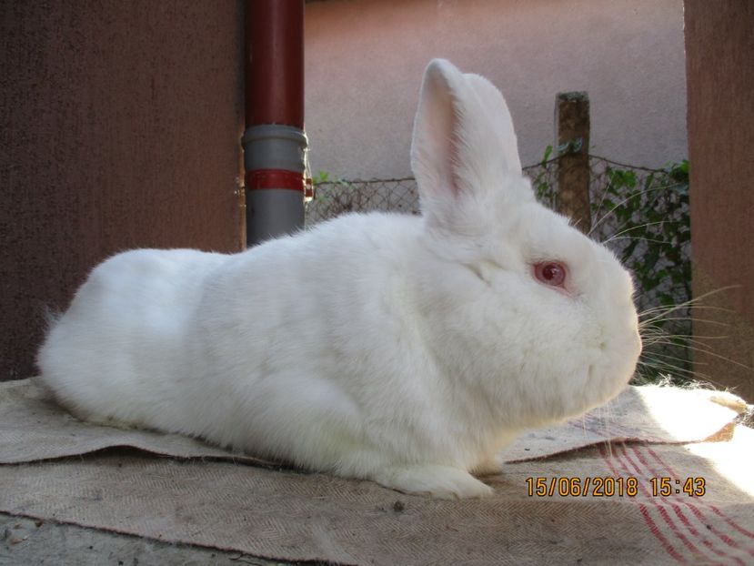 mascul.prod.proprie !! - X ARHIVA IEPURI CE AM AVUT