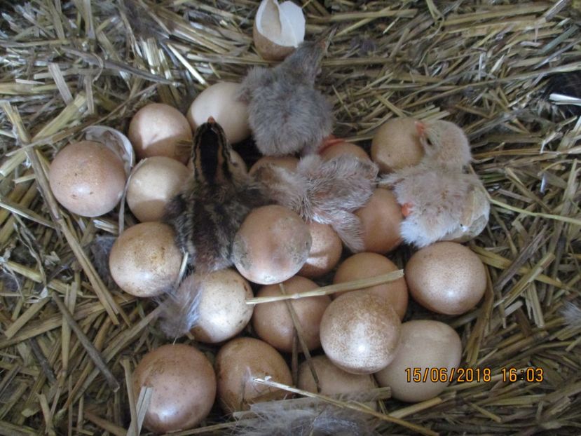 primii pui de bibilici !!! - Bibilici 2018