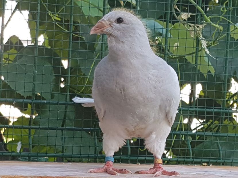 M-2018-4016 - 0-VRdF-TINERET-2018