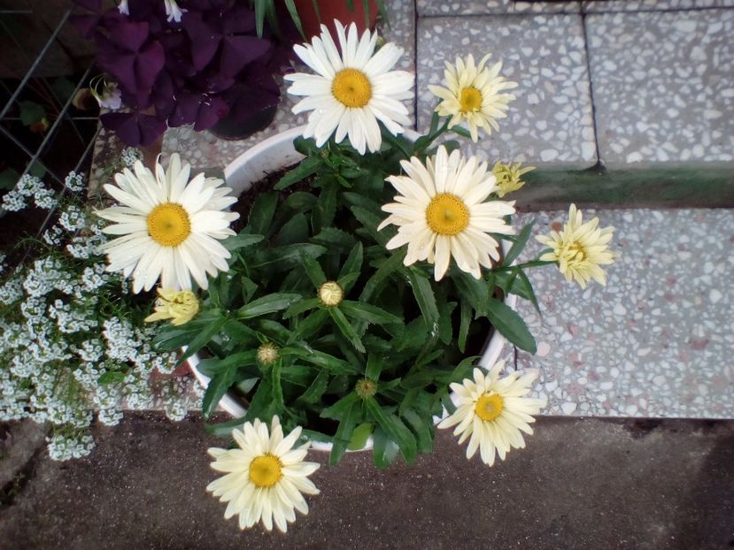  - Leucanthemum maximum