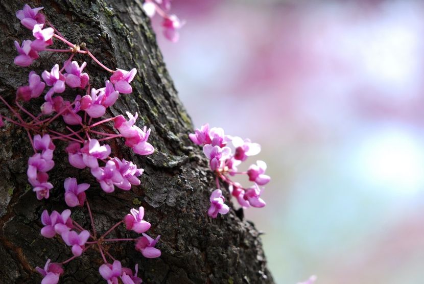 Desktop-For-Amazing-Flower-Scene-New-Hd-Flowers-Wallpaper-Images-Mobile-PIC-MCH058092 - 1-Salut-o pe Ana-1