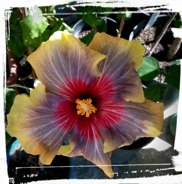 Black Rainbow - H - Hibiscusi