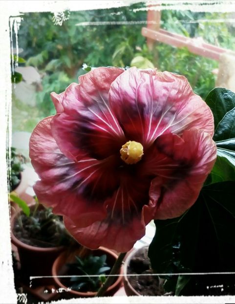 Nectar Fresh - H - Hibiscusi