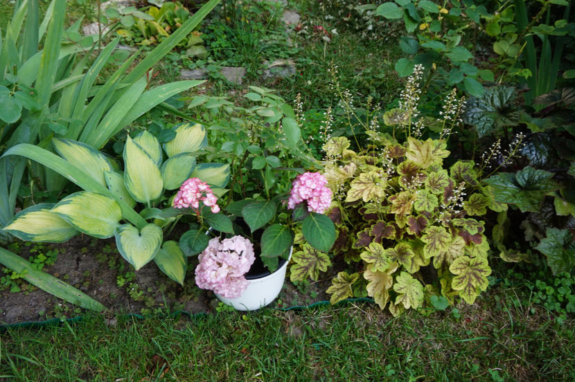  - Hosta 2018- 2022