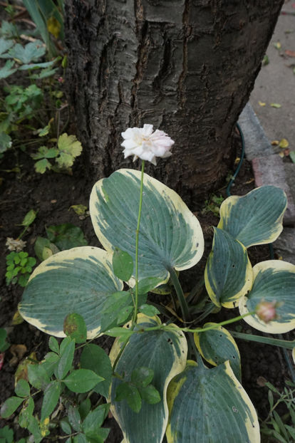  - Hosta 2018- 2022
