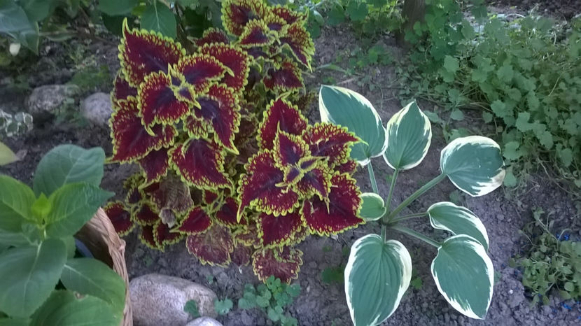  - Hosta 2018- 2022