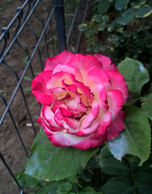 valynedelcu@yahoo.com peisaje0391 - Double-Delight