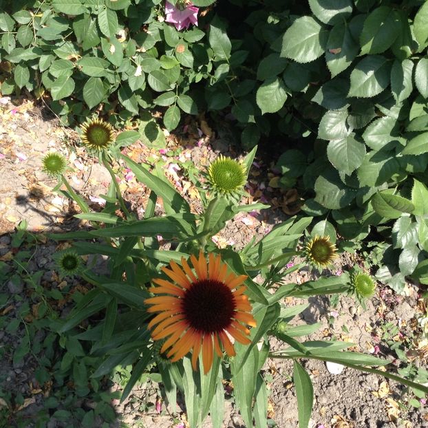 Flame Thrower - Echinacea