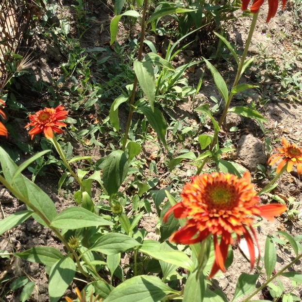 Hot Papaya - Echinacea